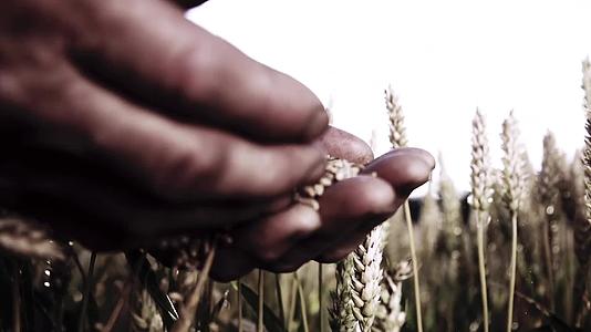 手捧麦粒庄稼丰收农业经济发展视频视频的预览图