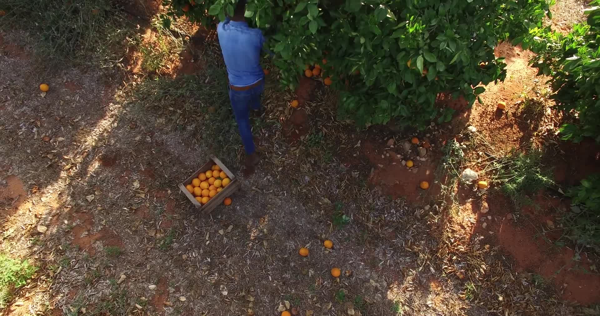 现代农业种植视频视频的预览图