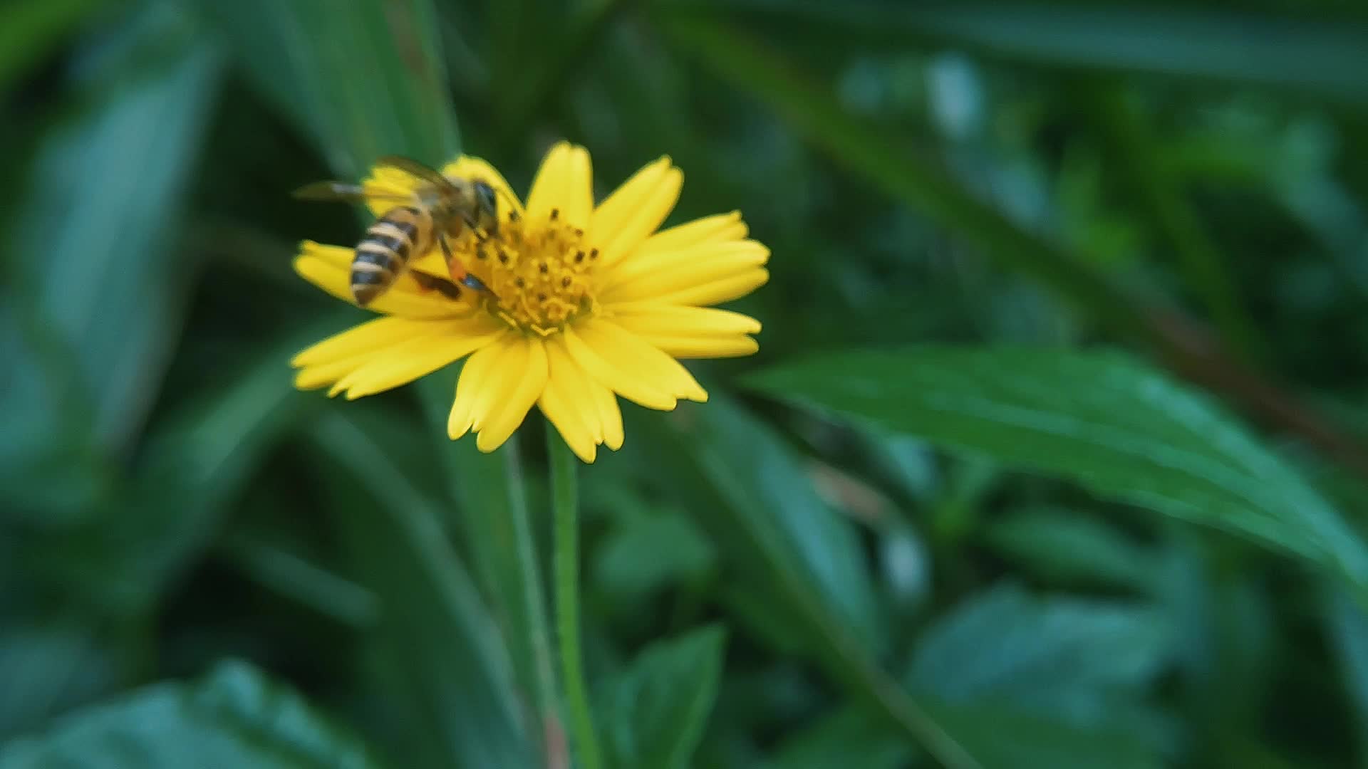 野外蜂采集花蜜近景拍摄视频视频的预览图