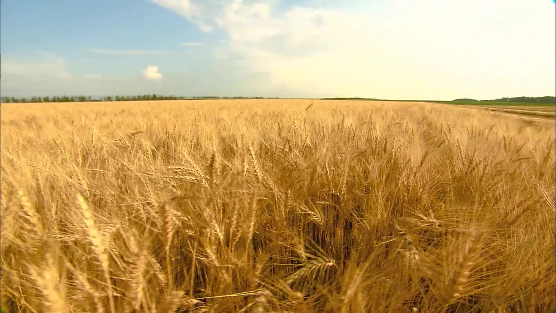 农业收获收割小麦甘蔗玉米视频的预览图