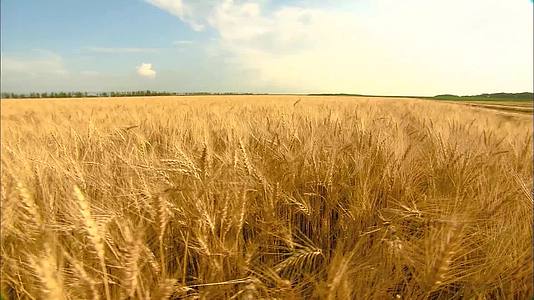 农业收获收割小麦甘蔗玉米视频的预览图