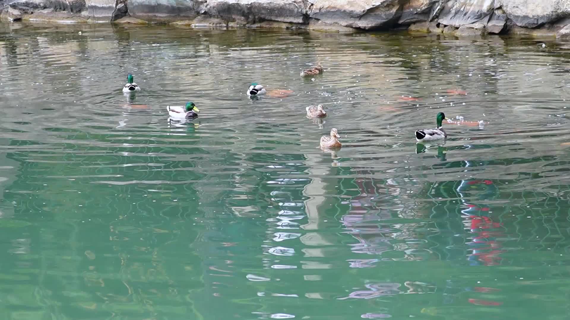 湖水里游泳划水游水起飞的野鸭子水禽水鸟视频的预览图