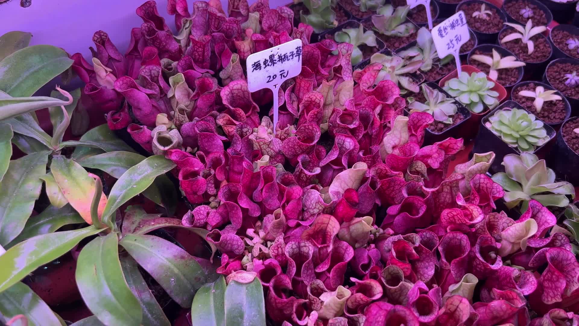 花卉市场菊花君子兰多肉植物卖花绿植视频的预览图
