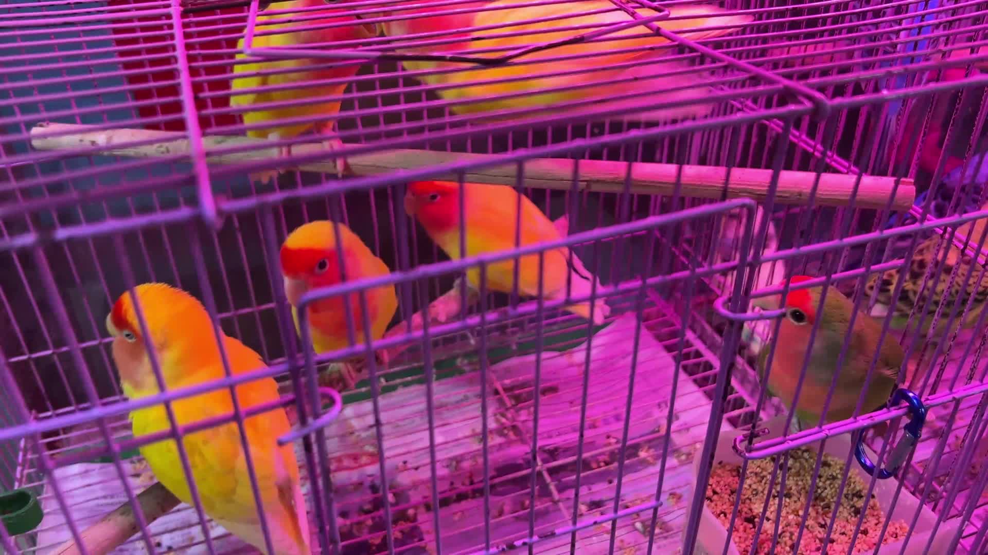花鸟市场笼子里的鹦鹉宠物鸟视频的预览图