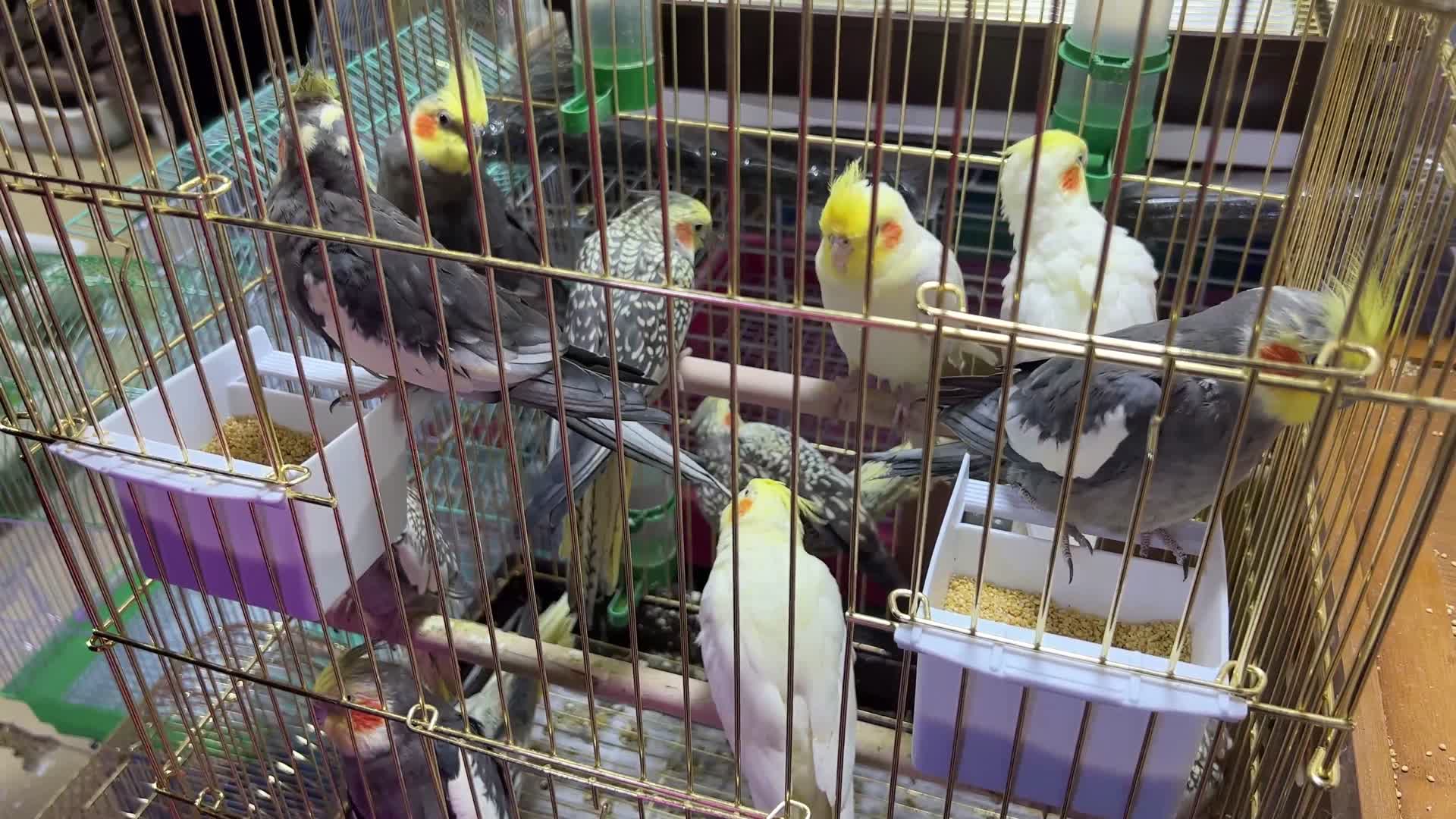 花鸟市场笼子里的鹦鹉宠物鸟视频的预览图