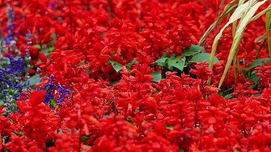 花坛里的红花花盆造型装饰鲜花视频的预览图