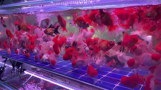 花鸟市场金鱼斗鱼热带鱼银龙鱼水族养鱼视频的预览图
