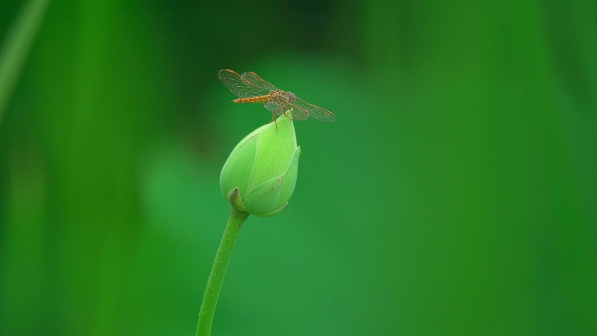 荷花苞上的蜻蜓视频的预览图