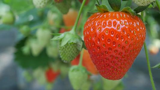 蔬菜大棚高科技种植园采摘园草莓采摘实拍视频视频的预览图