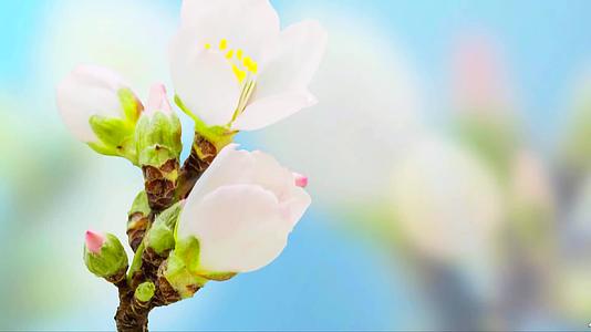 小清新春暖花开花朵特写延时视频视频的预览图