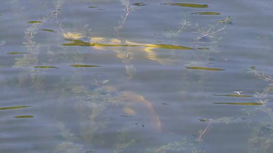 锦鲤金鱼鲤鱼观赏鱼池塘养鱼视频的预览图