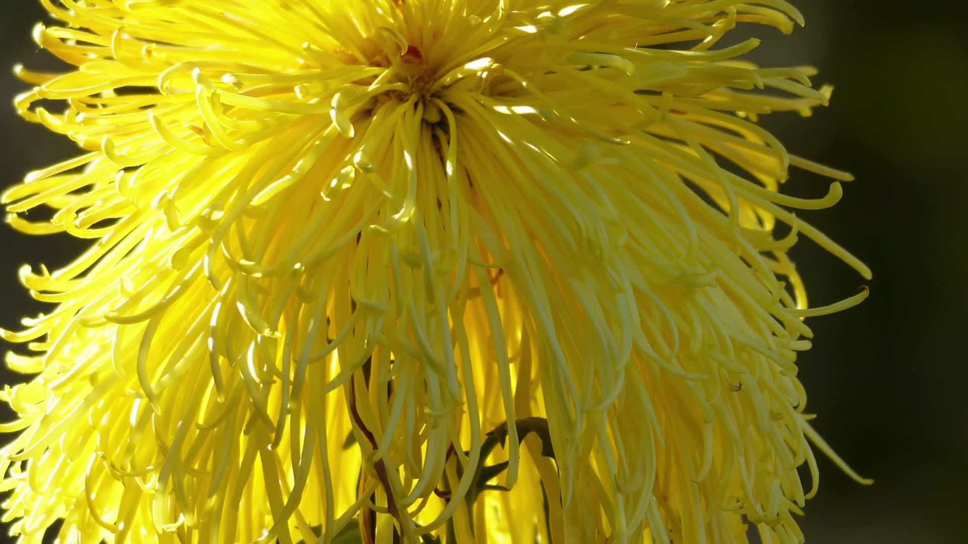 菊花赏菊花展鲜花秋季花卉植物视频的预览图