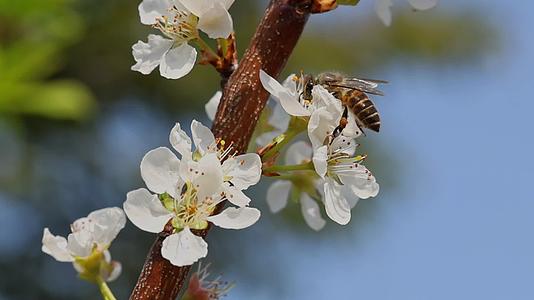 春暖花开蜜蜂采蜜特写视频的预览图