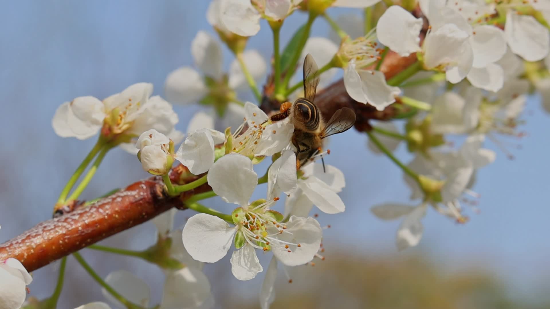 春暖花开蜜蜂采蜜特写视频的预览图