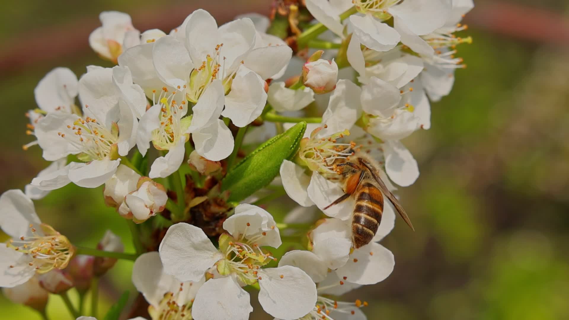 春天花开蜜蜂采蜜特写视频的预览图
