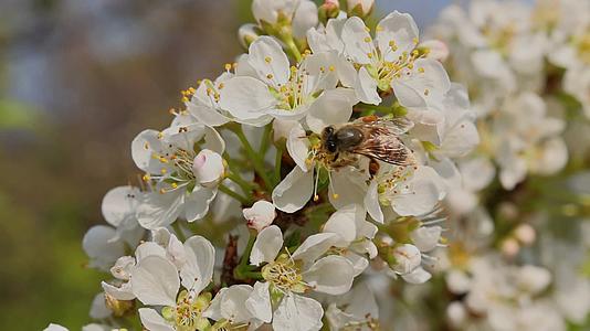 春天花开蜜蜂采蜜特写视频的预览图