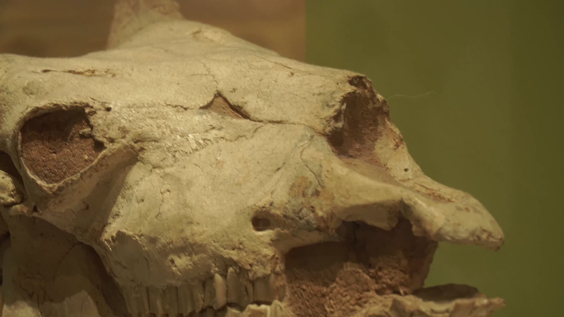 科学家挖掘远古动物恐龙骨架视频的预览图