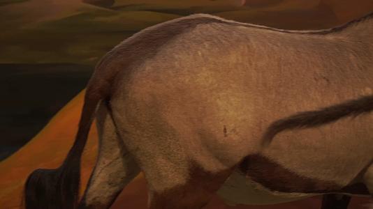 羚羊瞪羚角马食草动物草原标本视频的预览图