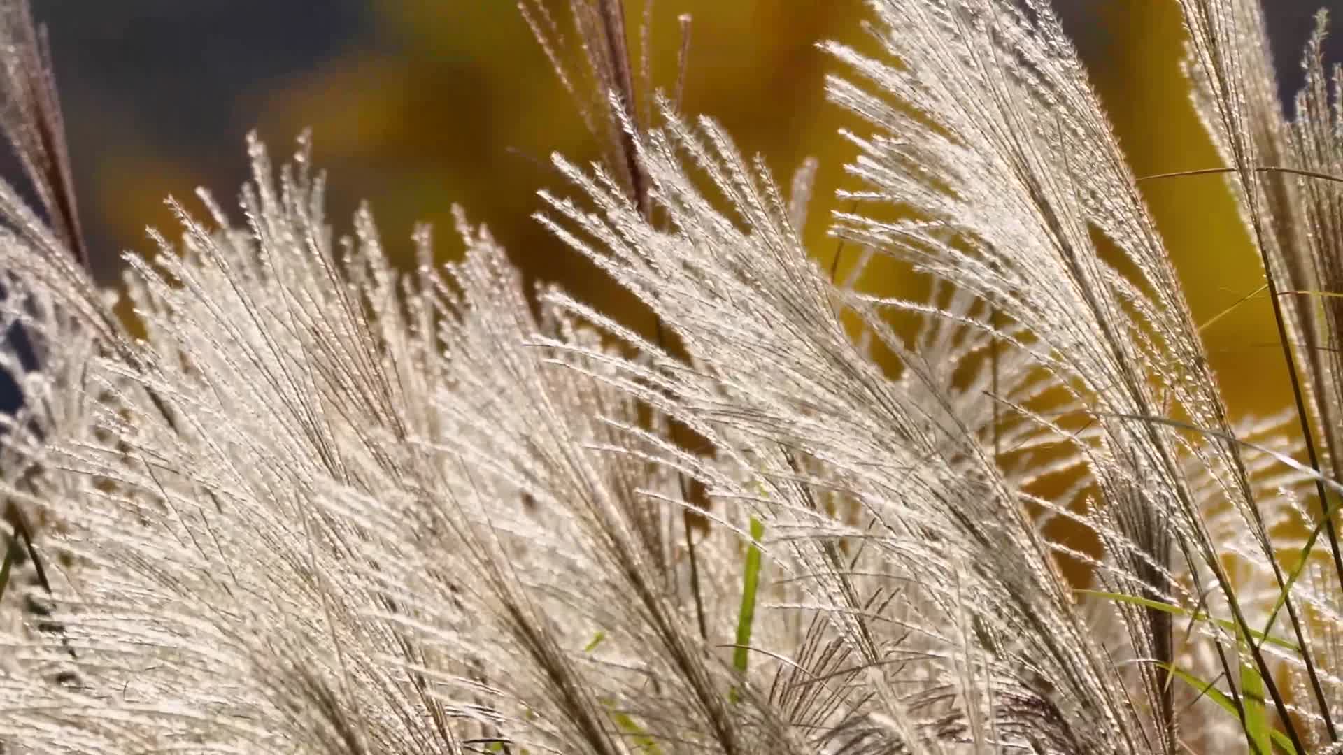 芦苇茅草植物园大自然视频的预览图