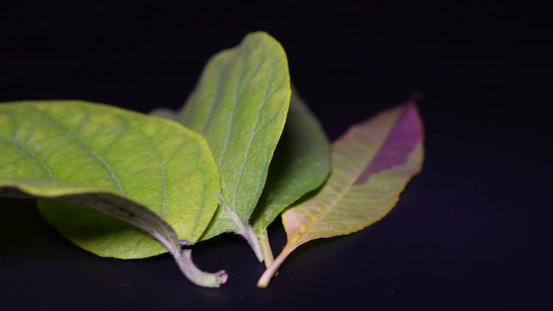绿叶叶子标本植物夏季叶绿素叶脉视频的预览图