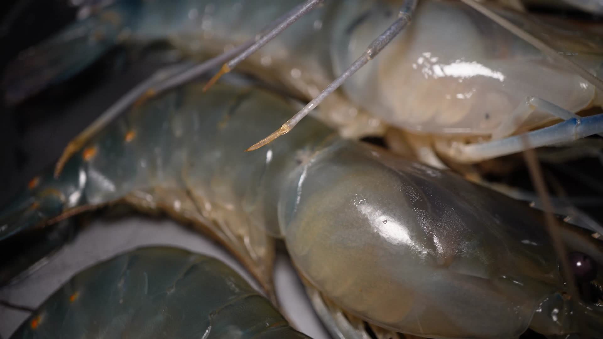 罗氏虾大头虾海鲜水产视频的预览图