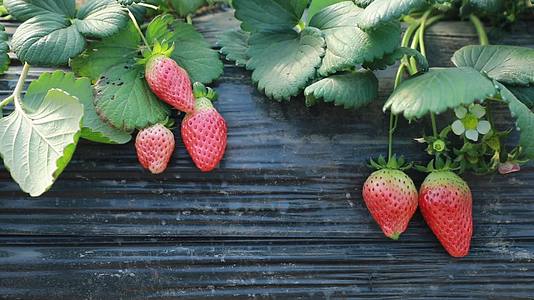 草莓水果草莓花草莓地草莓特写视频的预览图