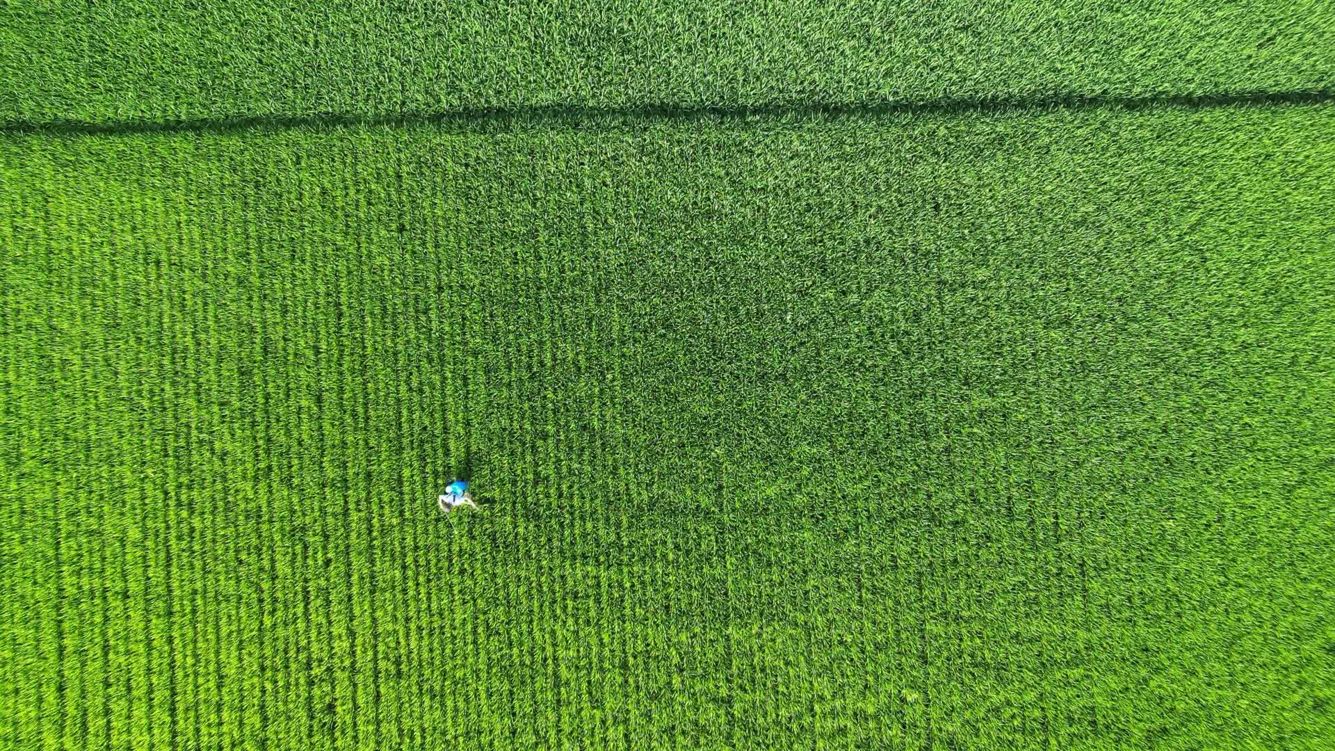 航拍农业农田种植地基视频的预览图