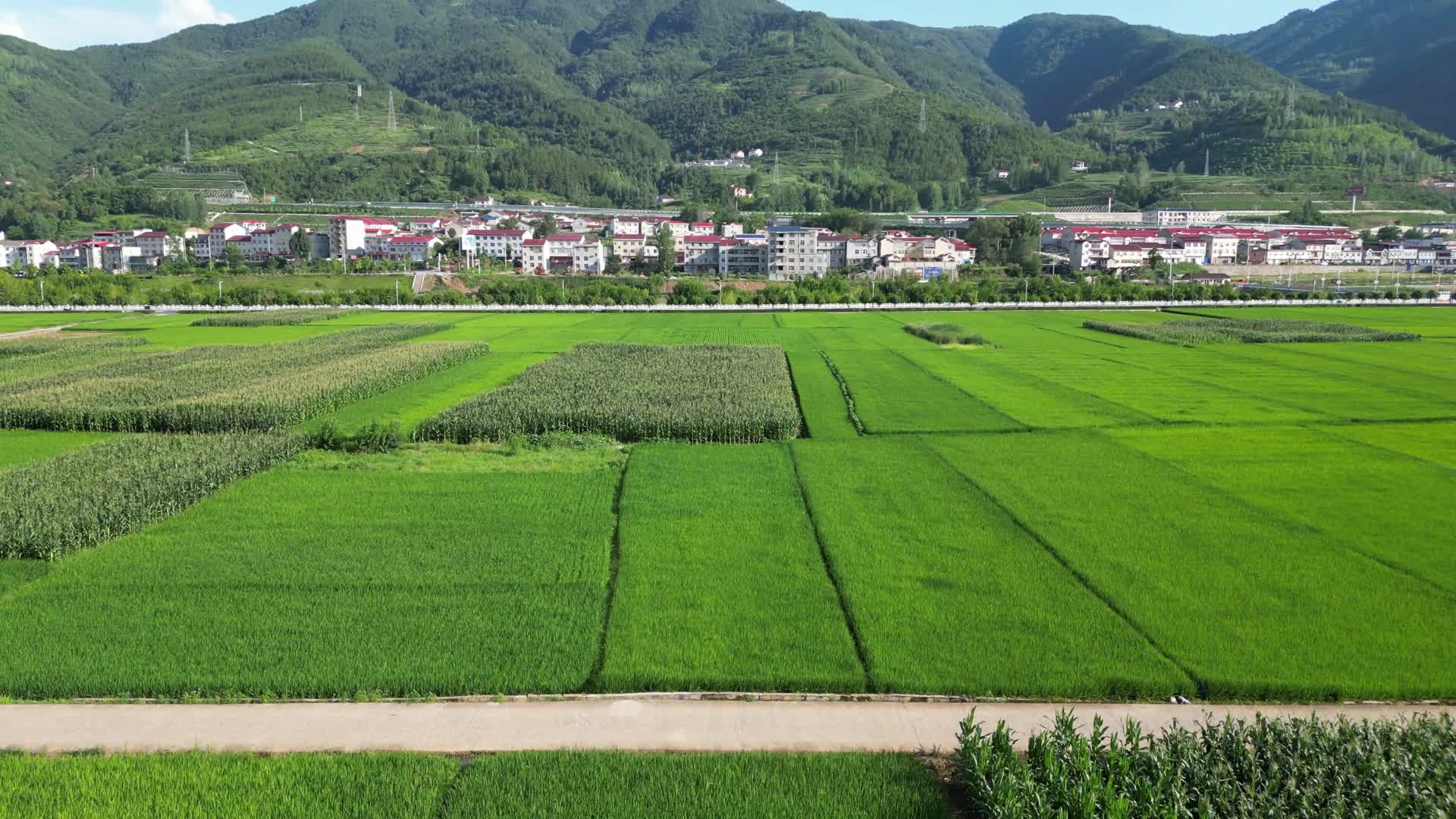 航拍农业种植农田水稻视频的预览图