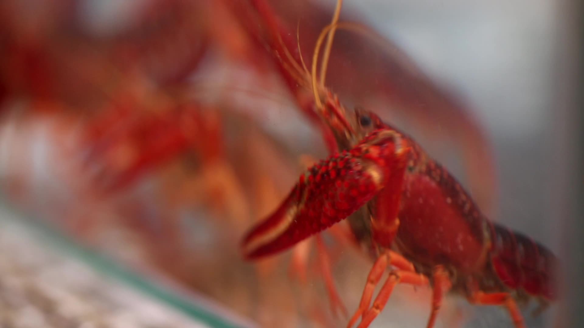 清水中养殖的小龙虾小海鲜视频的预览图