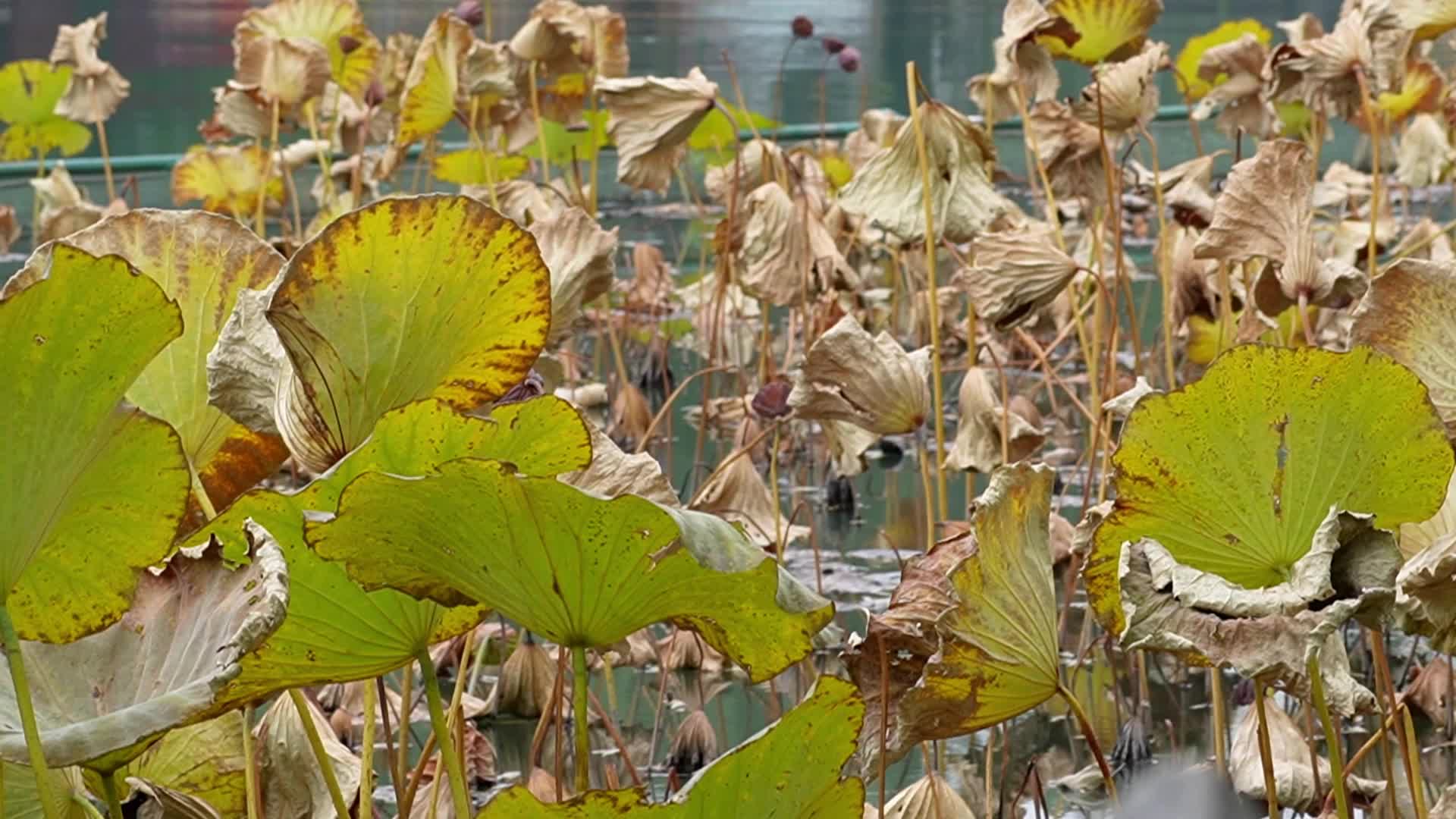 秋冬季节枯萎的荷叶荷花池塘秋景视频的预览图