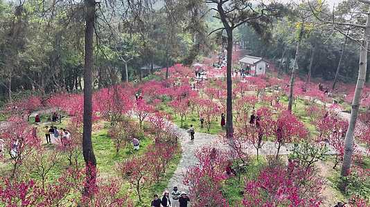 4K拍摄南宁青秀山游客观赏桃花盛开视频的预览图