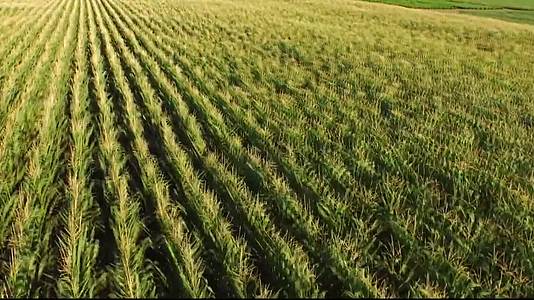 实拍稻穗粮食农业基地视频视频的预览图