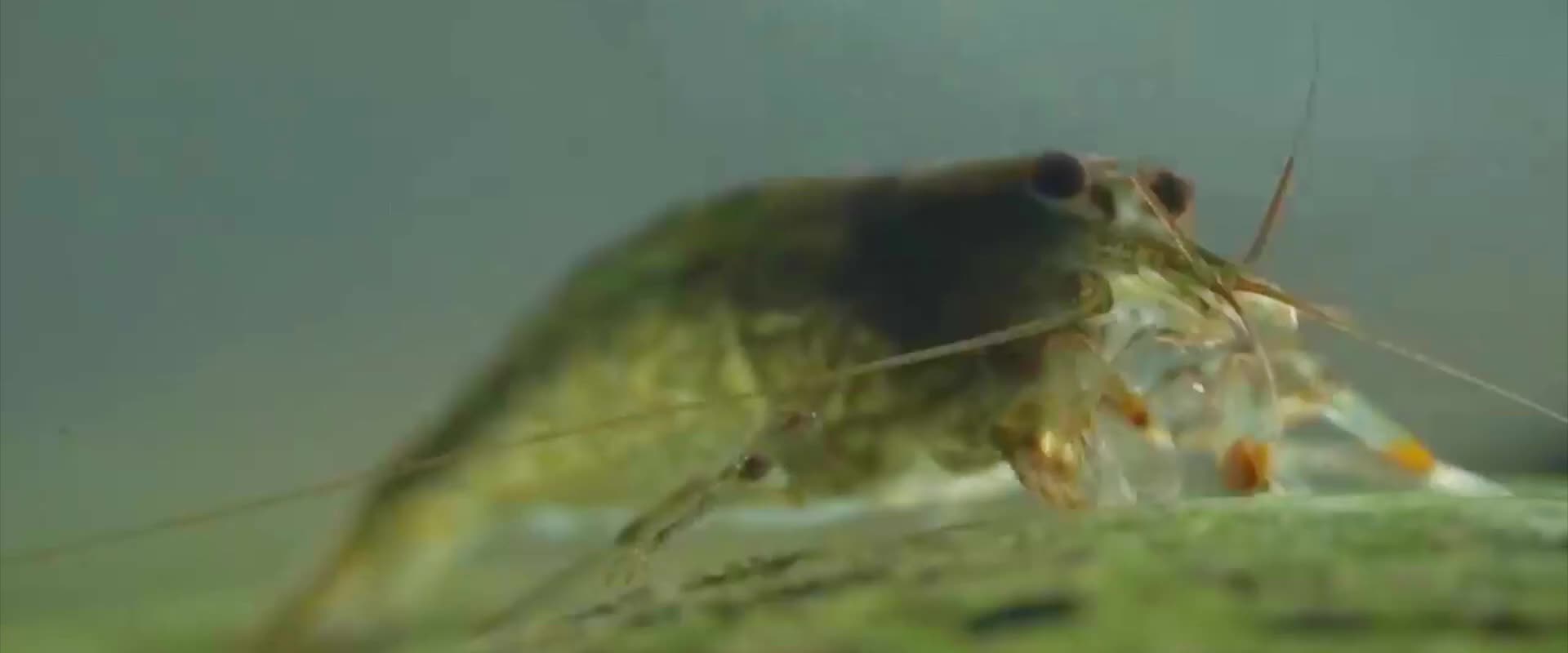 海鲜虾水产养殖捕捞视频视频的预览图