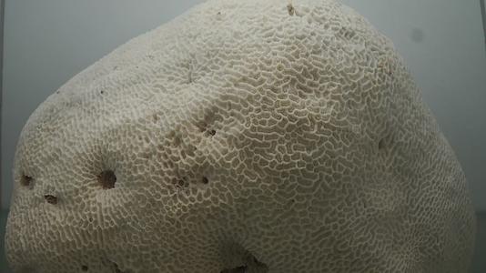 深海海洋珊瑚标本视频的预览图