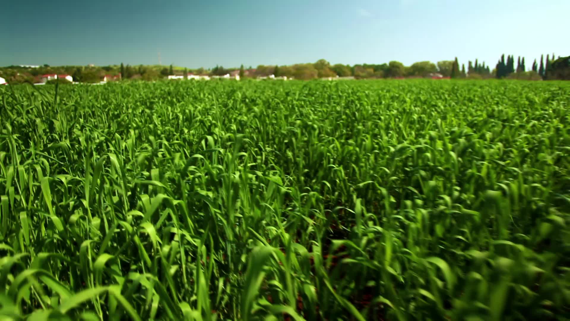玉米地航拍视频农业农村农业基地玉米种植基地视频的预览图