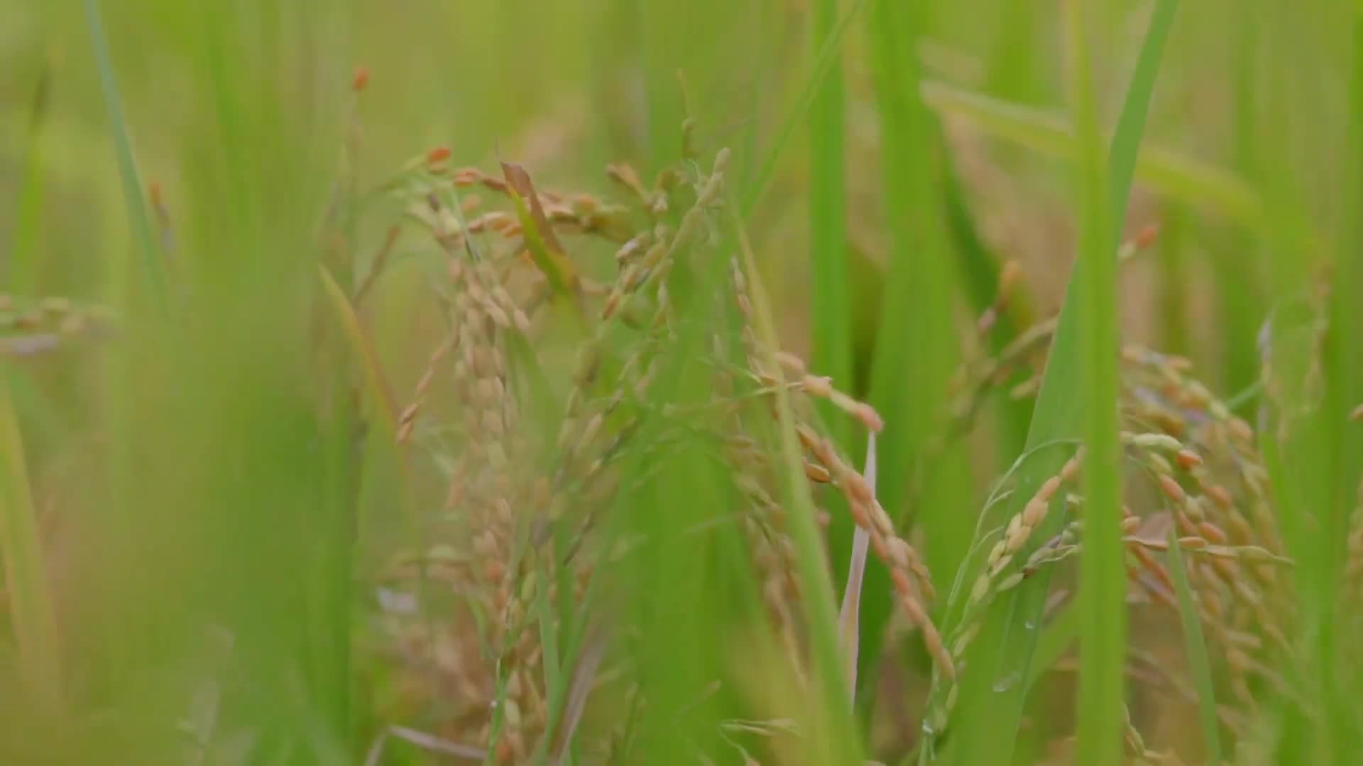 农田稻米粮食农作物视频视频的预览图