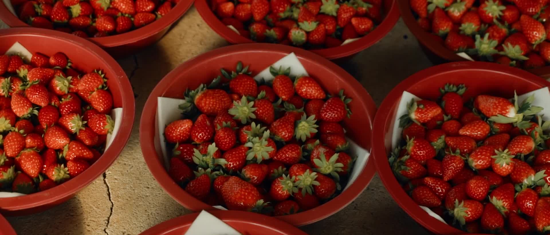 草莓采摘种植视频视频的预览图