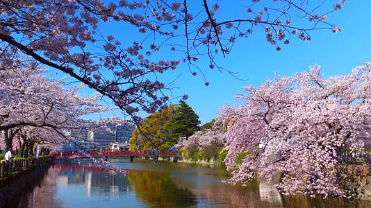 远景拍摄日本樱花实拍视频视频的预览图
