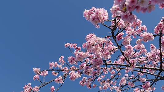 樱花特写春天美景武汉樱花视频视频的预览图