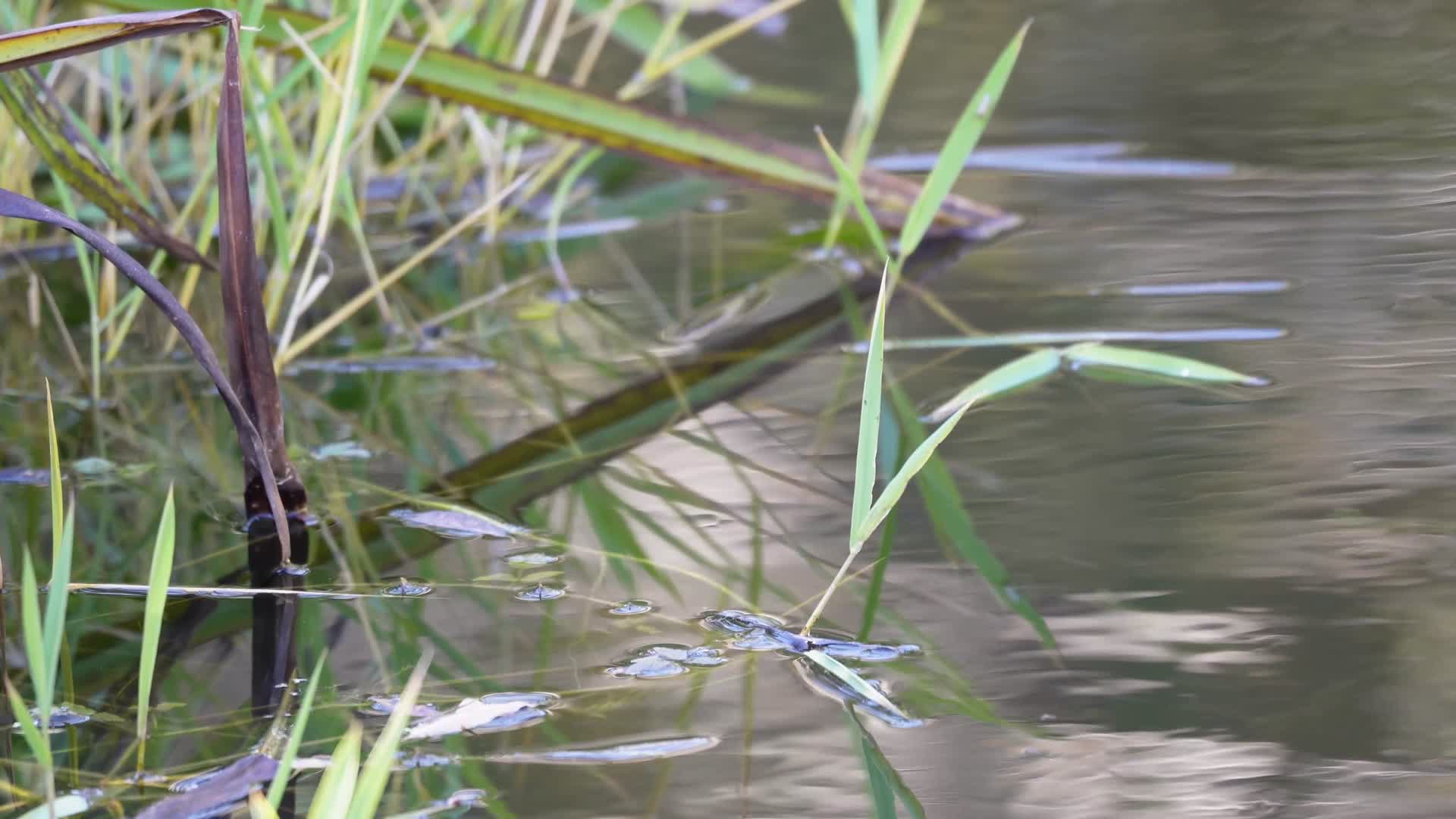 水草水下芦苇水塘池塘倒影波纹视频的预览图