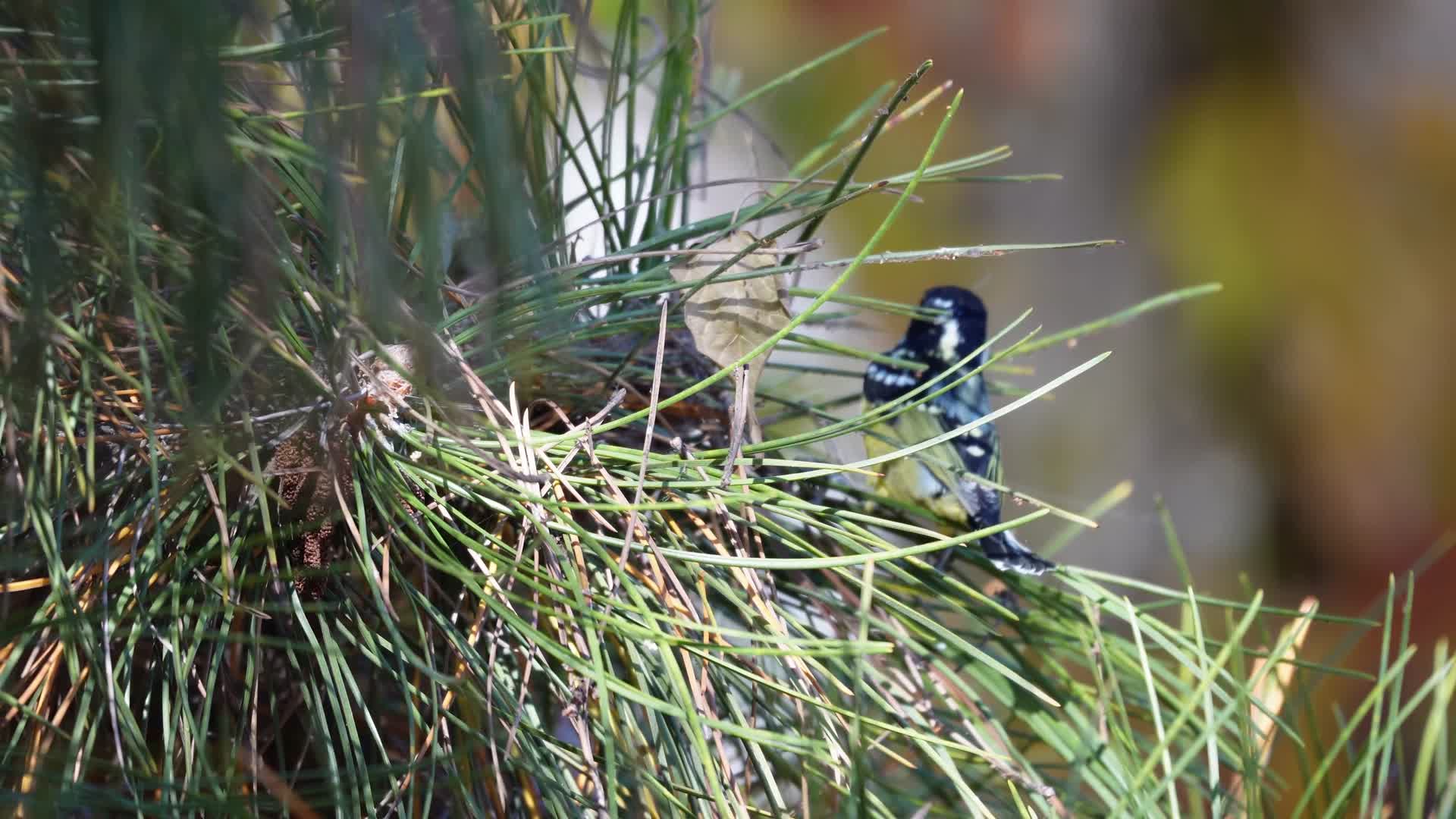 树枝上的鸟类喜鹊夜莺翠鸟飞禽小鸟视频的预览图