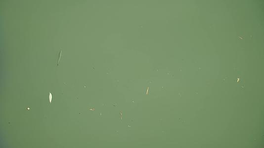 水面湖面水波纹上的小鸭子鱼苗视频的预览图
