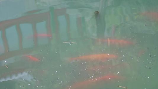 水池池塘里的锦鲤鲤鱼观赏鱼视频的预览图
