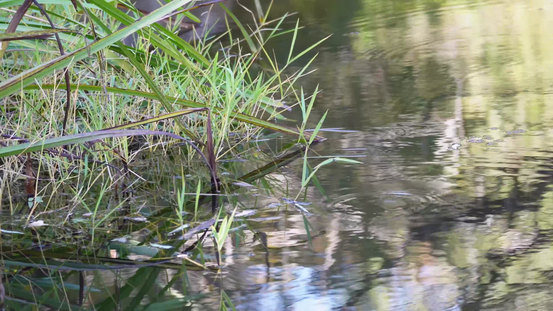 水草水下芦苇水塘池塘倒影波纹视频的预览图