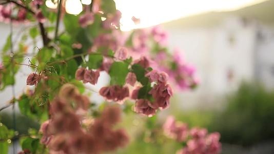 春季下雨鲜花花朵花瓣盛开自然美景视频视频的预览图
