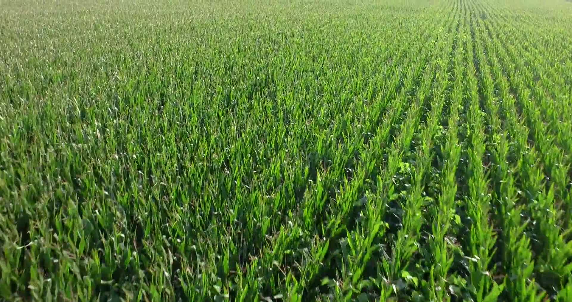 农田农作物鸟瞰航拍农业经济发展视频视频的预览图