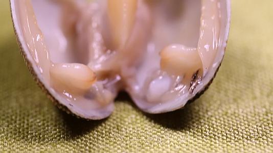 掰开花蛤花甲蛤蜊看内脏砂视频的预览图