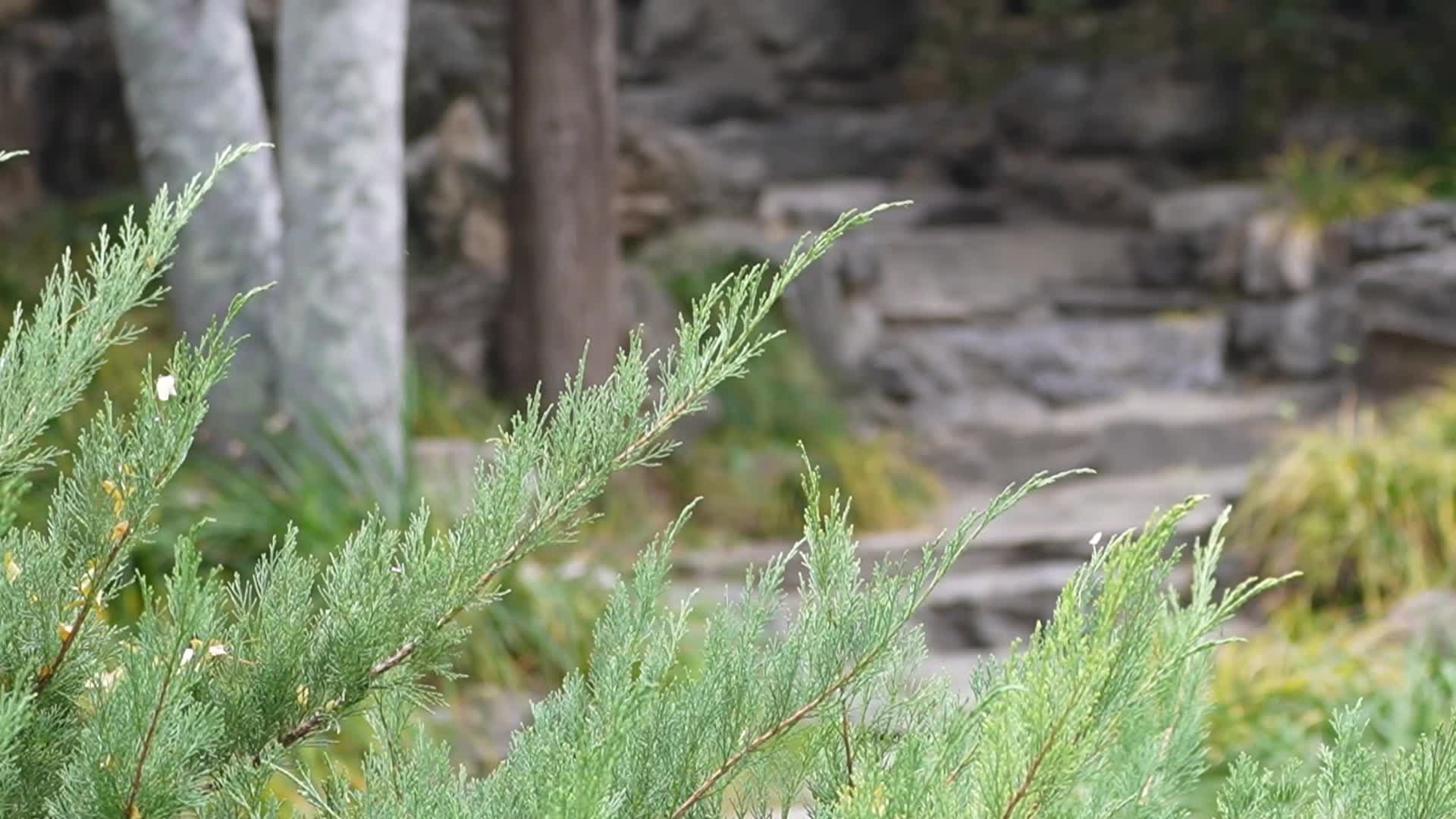 矮松树塔松趴地松绿化植物视频的预览图