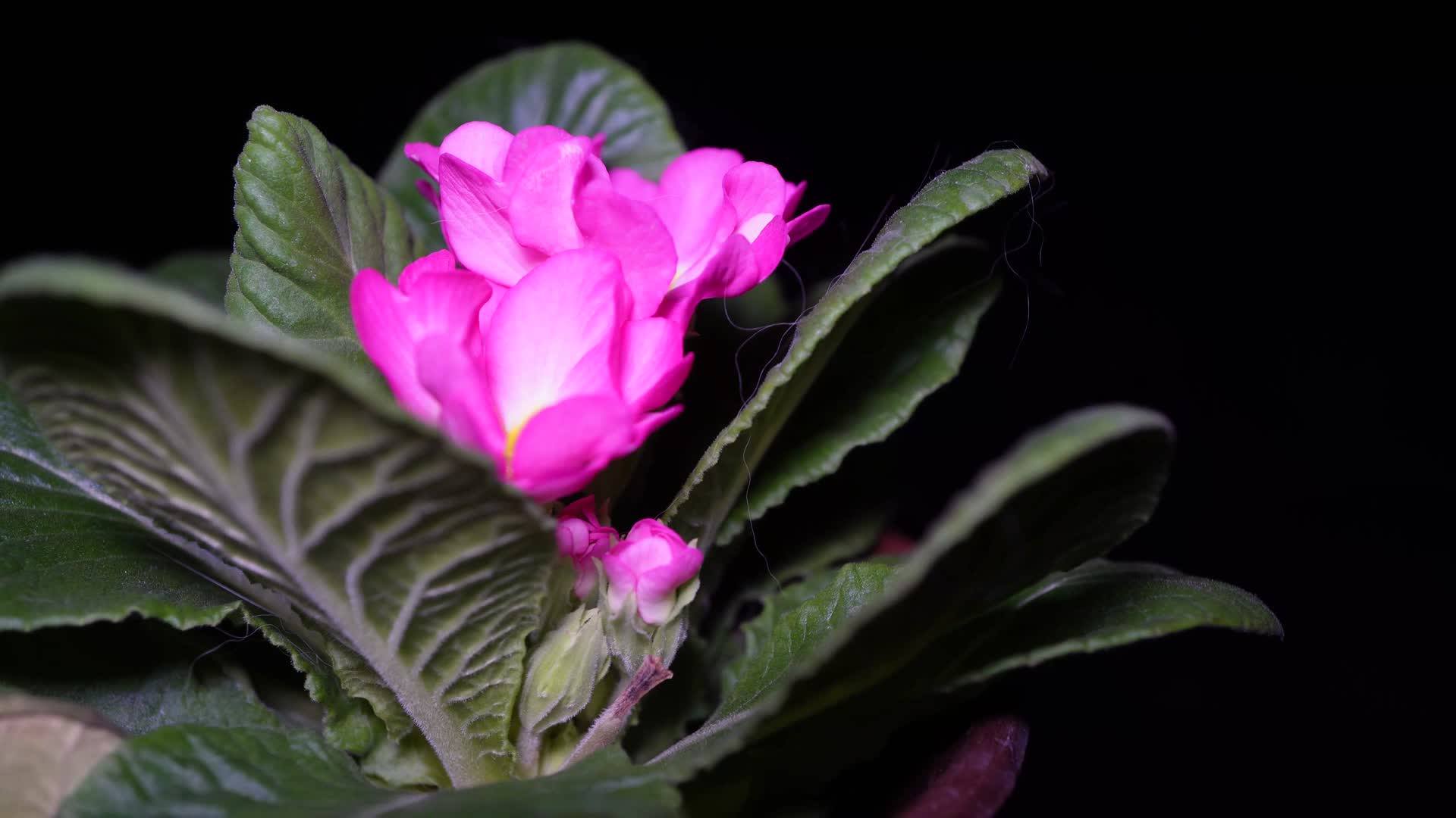报春花粉色花朵鲜花盆栽绿植视频的预览图