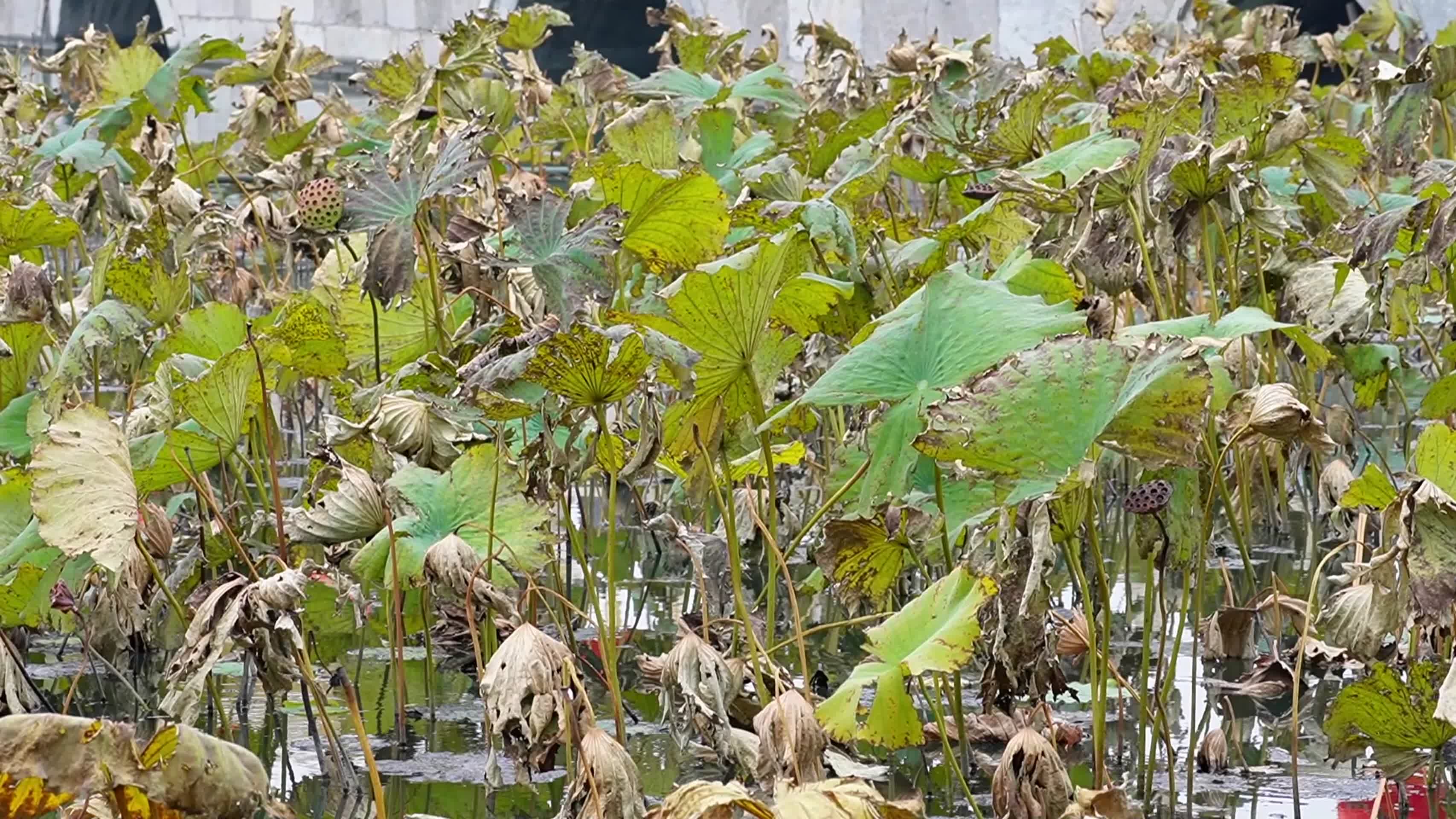 北海公园荷花池干枯的荷叶秋季枯萎凋零视频的预览图